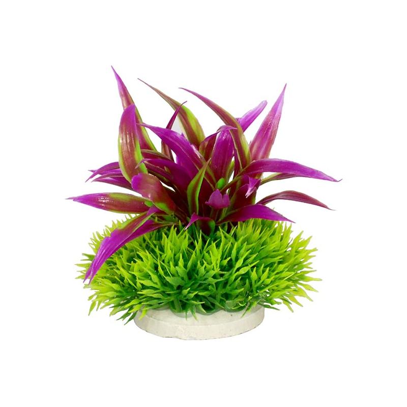 PLANTAS DE COLORES 10CM Nº5 4H