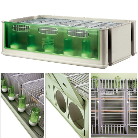 MAXI-TINO PERIQUITO AUSTRALIANO 5 LUGARES