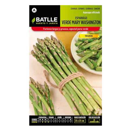 ESPARRAGO VERDE MARY WASHINGTON