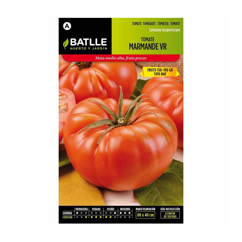 TOMATE MARMANDE VR-HOLANDA