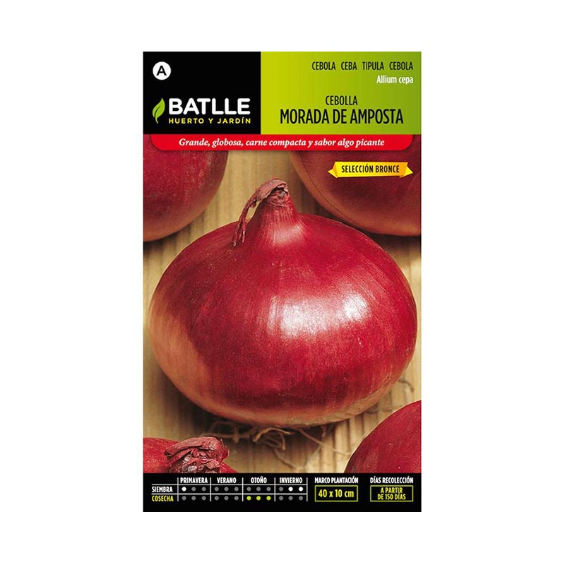 CEBOLLA MORADA DE AMPOSTA SEL.BRONCE