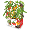 HUERTO PREMIUM TOMATES CHERRY