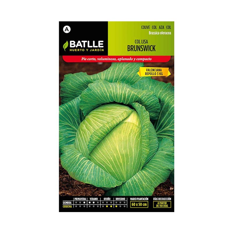 COL BRUNSWICK (VALENCIANA)