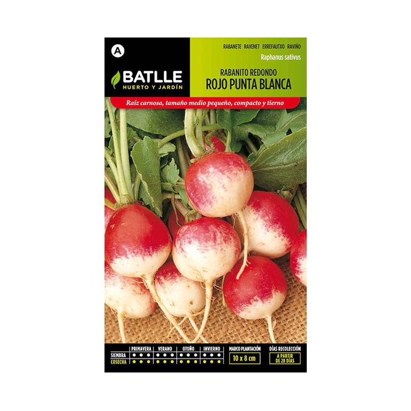 RABANITO REDONDO ROJO PUNTA BLANCA