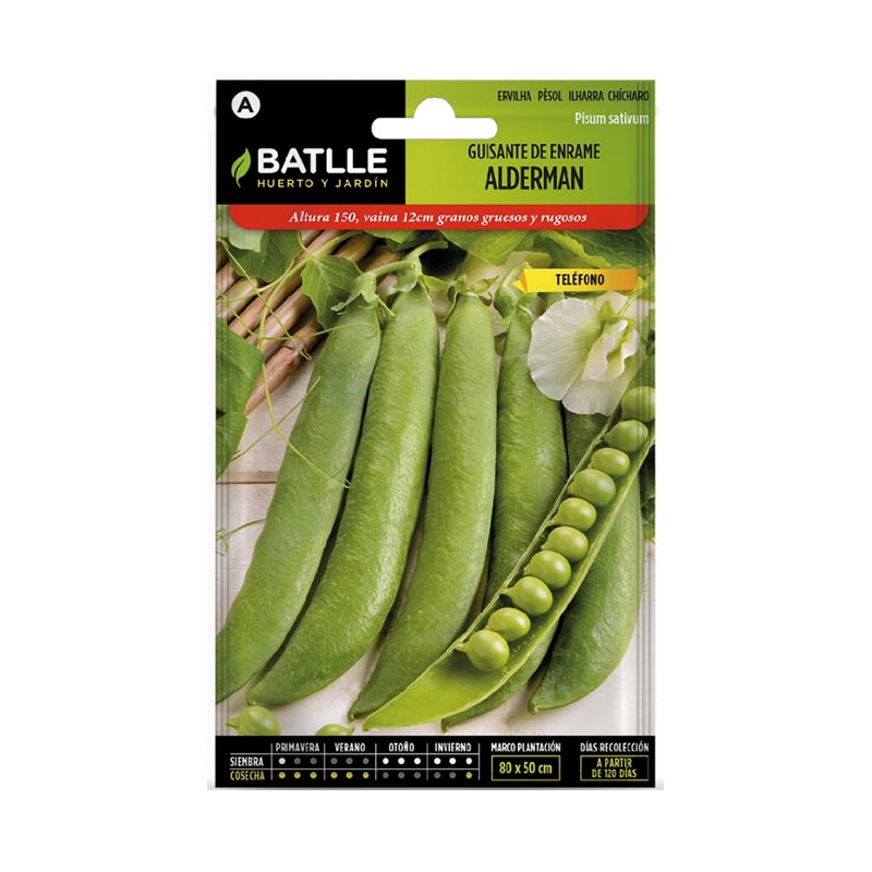 GUISANTE ALDERMAN