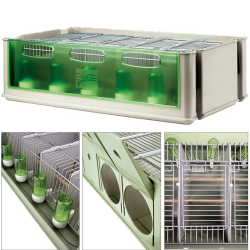 MAXI-TINO PERIQUITO AUSTRALIANO 5 LUGARES