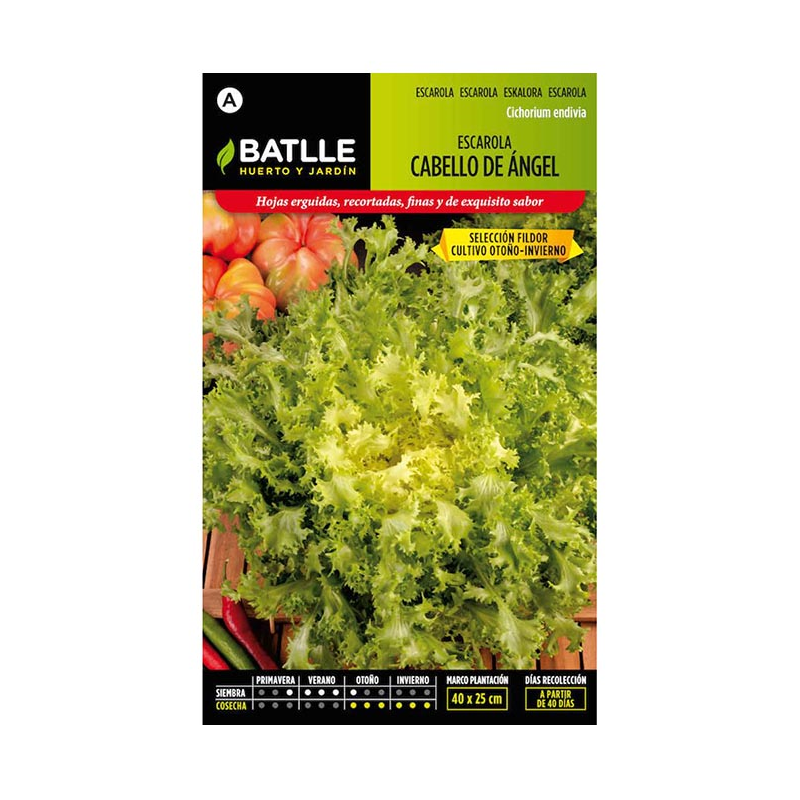 ESCAROLA (CAB.ANGEL S.FILDOR)