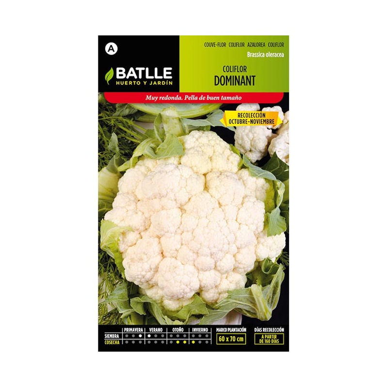 COLIFLOR DOMINANT SEL.BLANQUITA