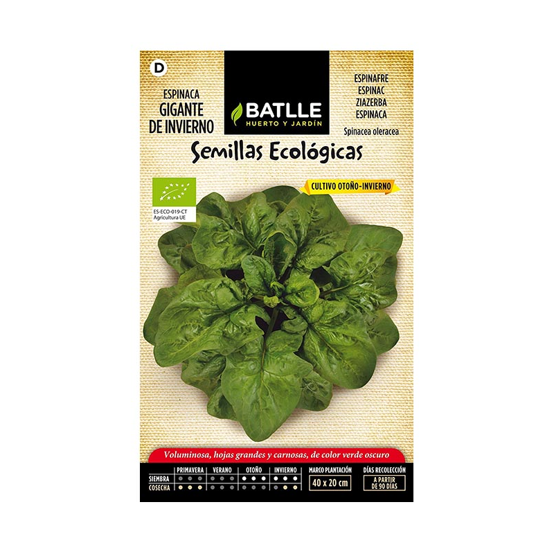 ESPINACA GIGANTE DE INVIERNO-ECO