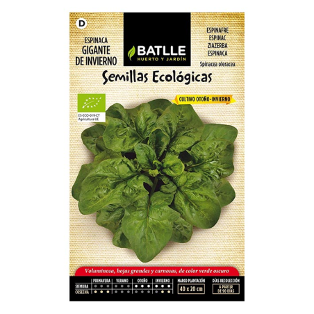 ESPINACA GIGANTE DE INVIERNO-ECO