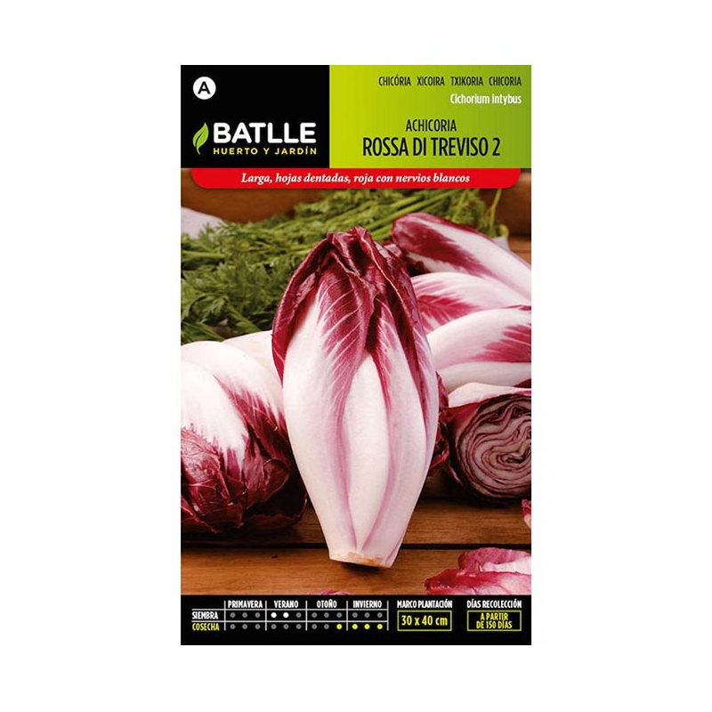 ACHICORIA ROSA DI TREVISO