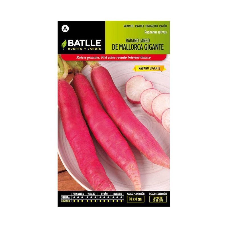 RABANO LARGO GIGANTE MALLORCA