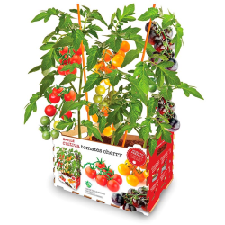 HUERTO PREMIUM TOMATES CHERRY
