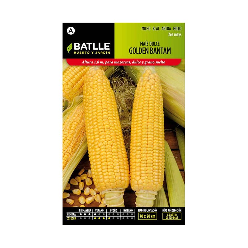 MAIZ DULCE GOLDEN BANTAM