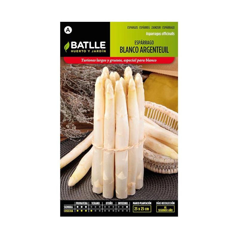 ESPARRAGO BLANCO ARGENTEUIL