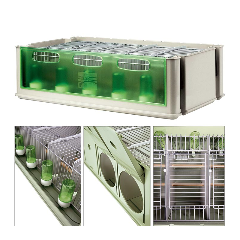 MAXI-TINO PERIQUITO AUSTRALIANO 5 LUGARES