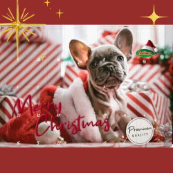 CALENDARIO ADVIENTO PERROS...