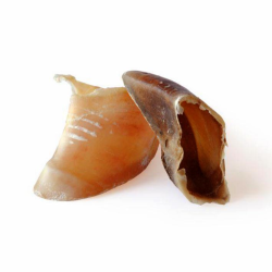 PEZUÑA DE VACA (100ud)