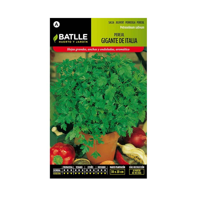 PEREJIL GIGANTE D'ITALIA