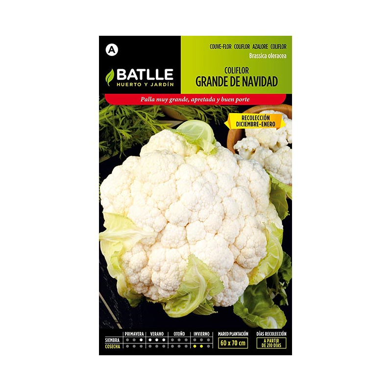 COLIFLOR GRANDE NAVIDAD