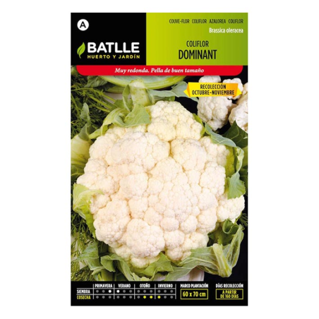 COLIFLOR DOMINANT SEL.BLANQUITA