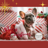 CALENDARIO ADVIENTO PERROS GOURMET CARNE 192 GR
