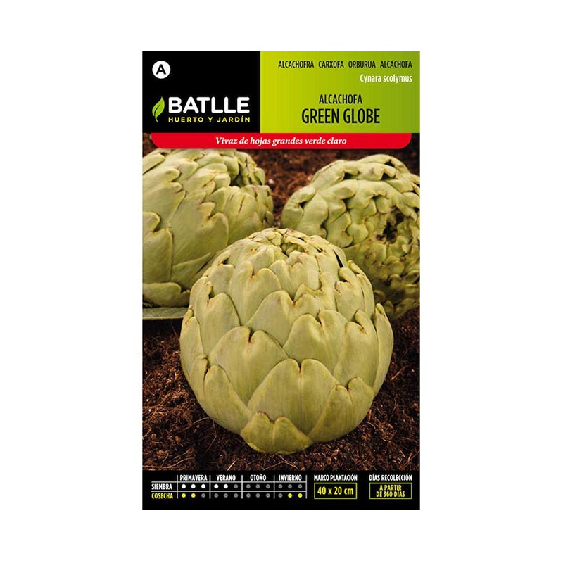 ALCACHOFA GREEN GLOBE