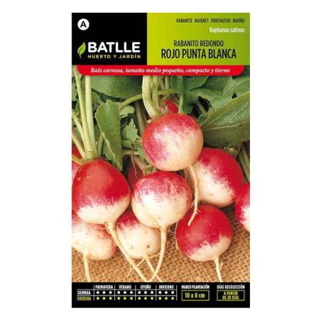 RABANITO REDONDO ROJO PUNTA BLANCA